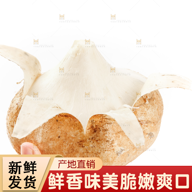 手里拿着凉薯