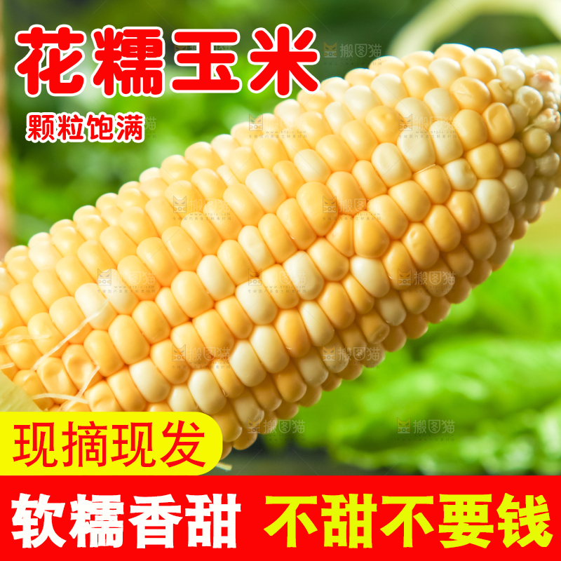 一根花玉米