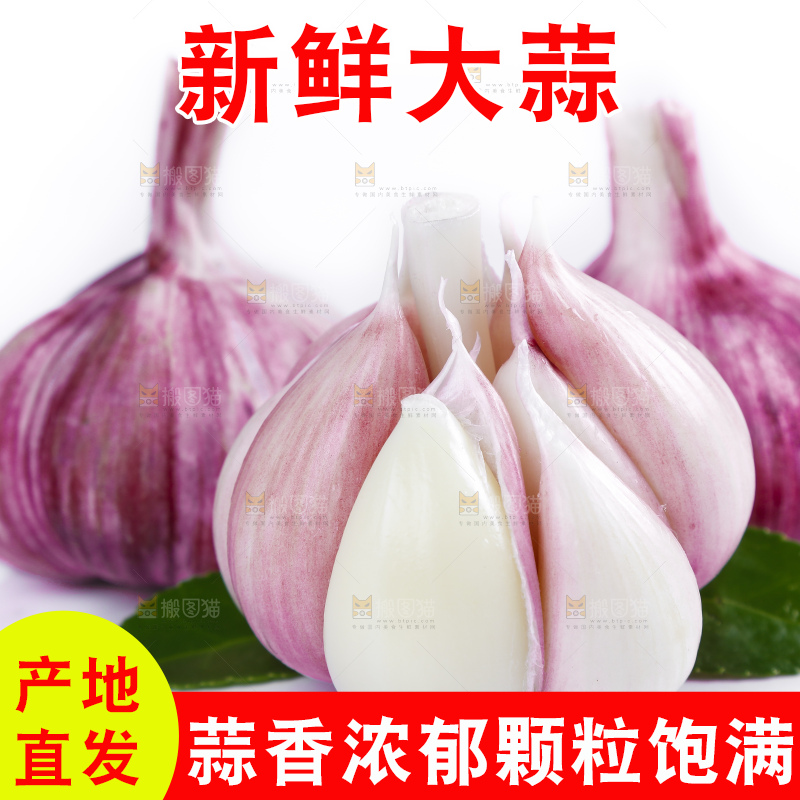 白底上放着新鲜的云南紫皮大蒜