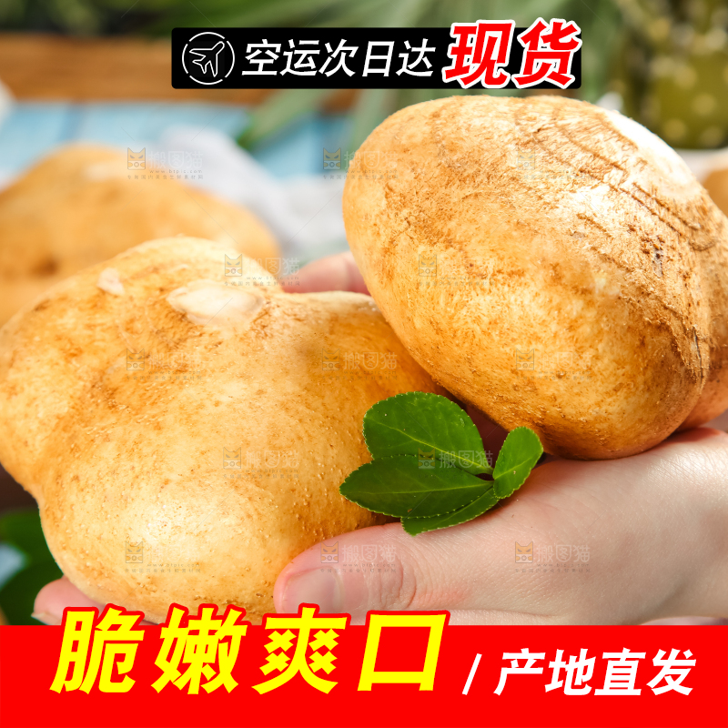 手里拿着广西白凉薯