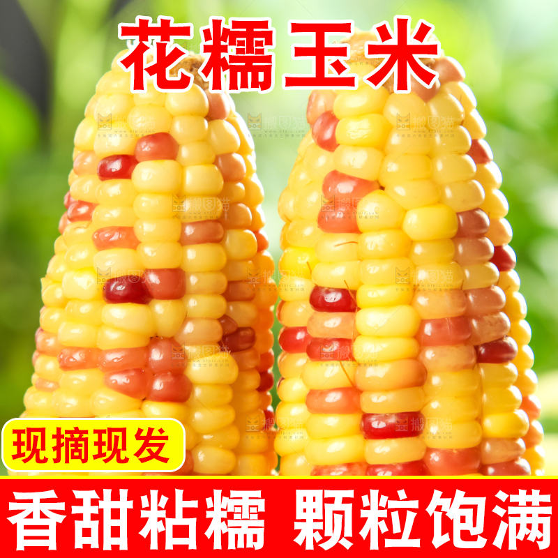 手里拿着糯玉米
