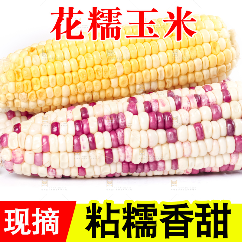 白底上放着花糯玉米