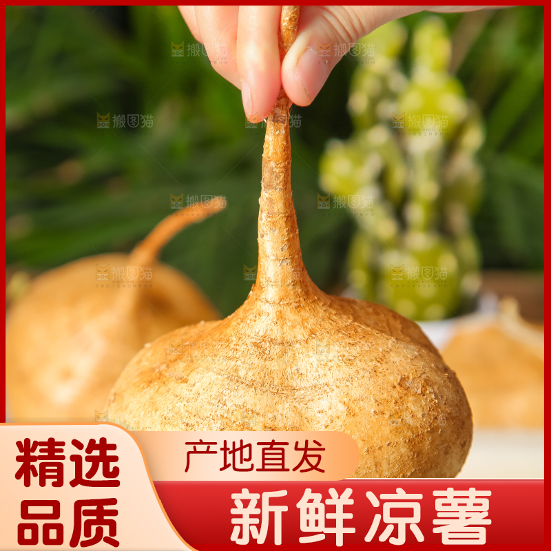 手里拿着白凉薯