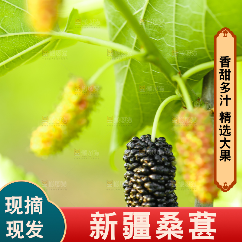 树上的桑葚