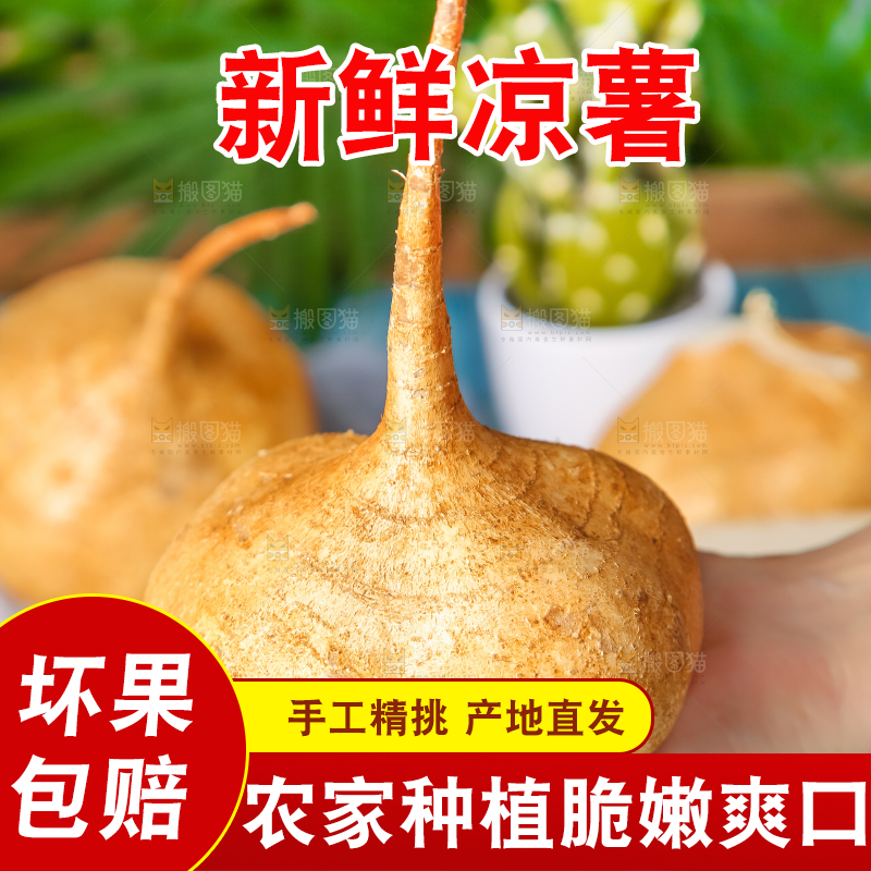 手里拿着白凉薯