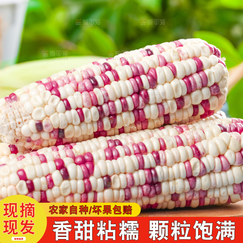木板放着花糯玉米粒