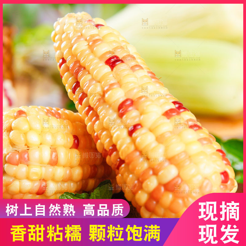 木垫上放着花玉米