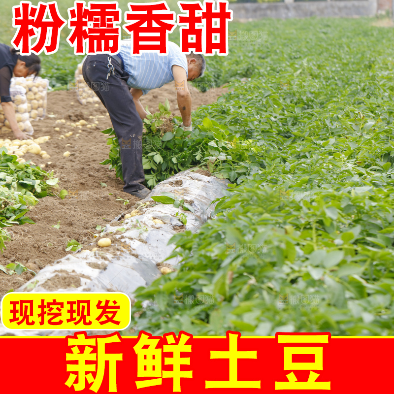 农民在收土豆
