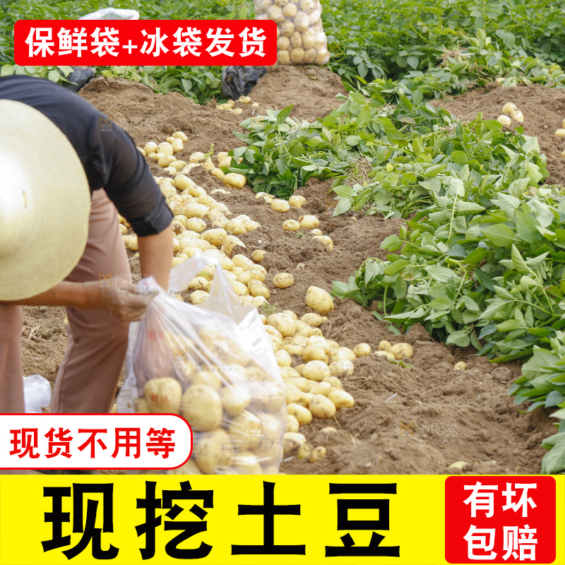 农民在收土豆