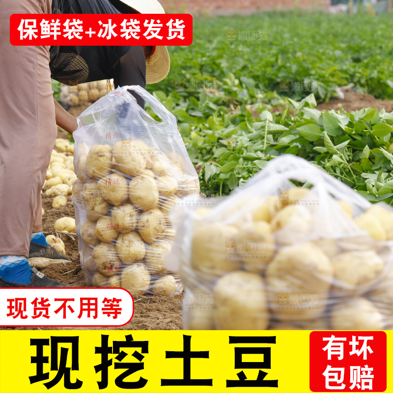 农民在收土豆