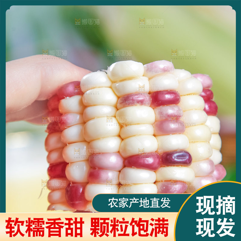 手里拿着切块的香甜糯玉米