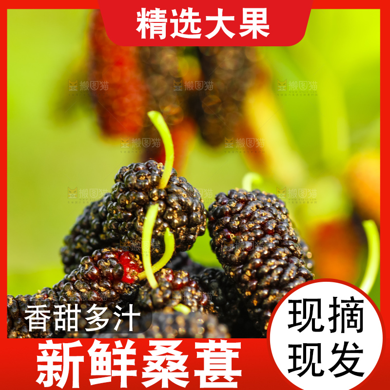 碗里装着桑葚