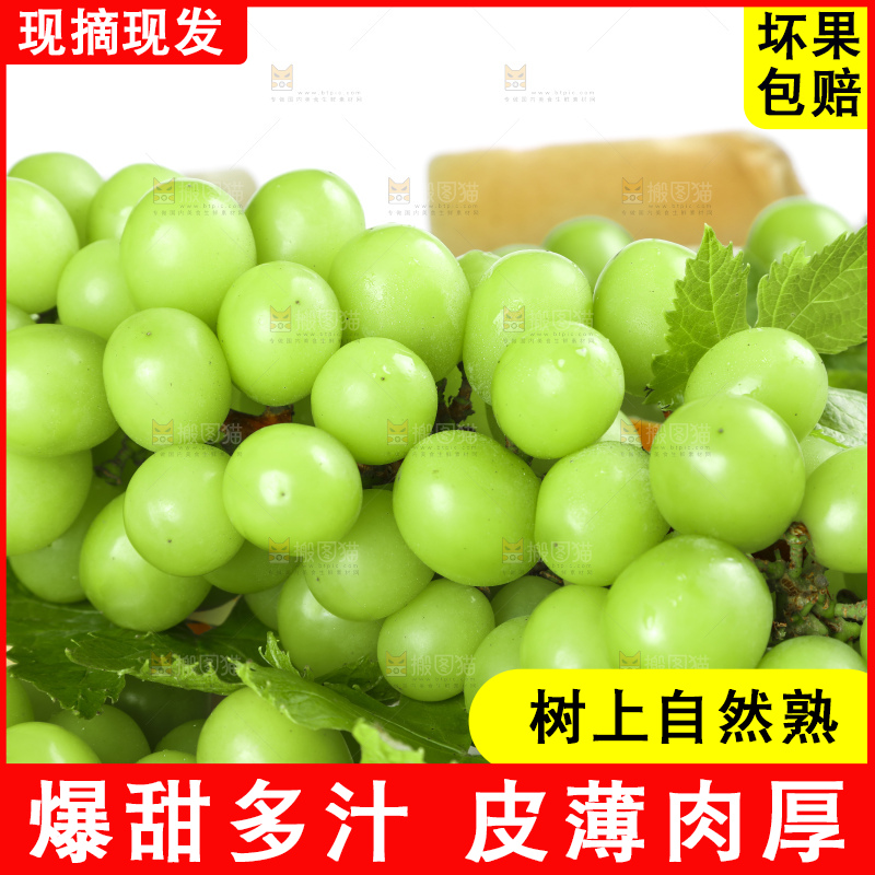白底上摆放着阳光玫瑰葡萄
