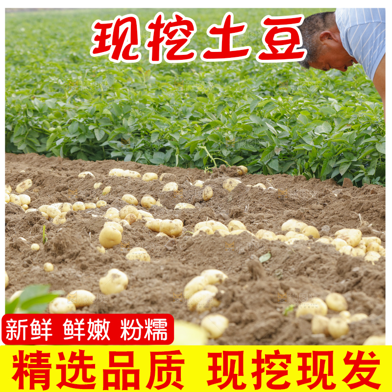 农民在收土豆