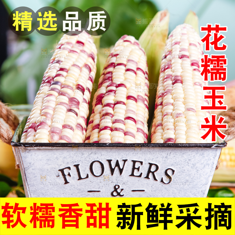 铁桶里面放着剥皮的花玉米