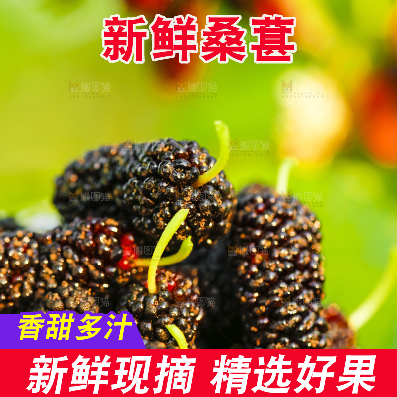 碗里装着桑葚
