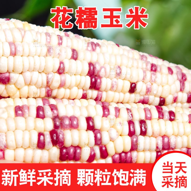 手里拿着剥皮的花玉米
