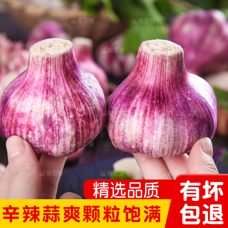 手里拿着紫皮大蒜