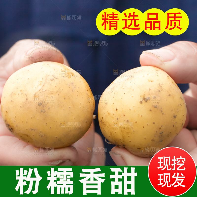 手里拿着云南小土豆