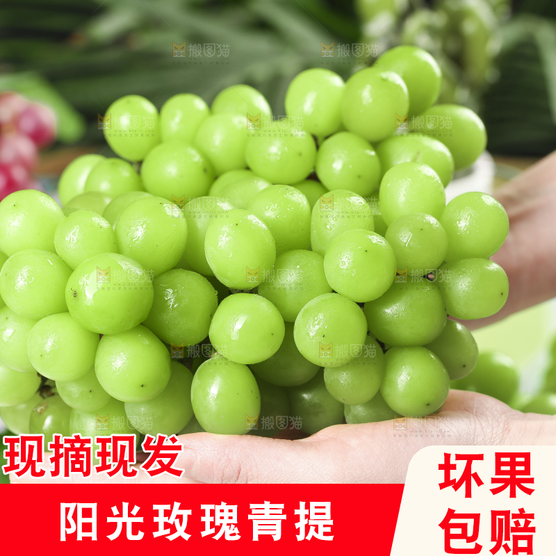 手里拿着无籽青提