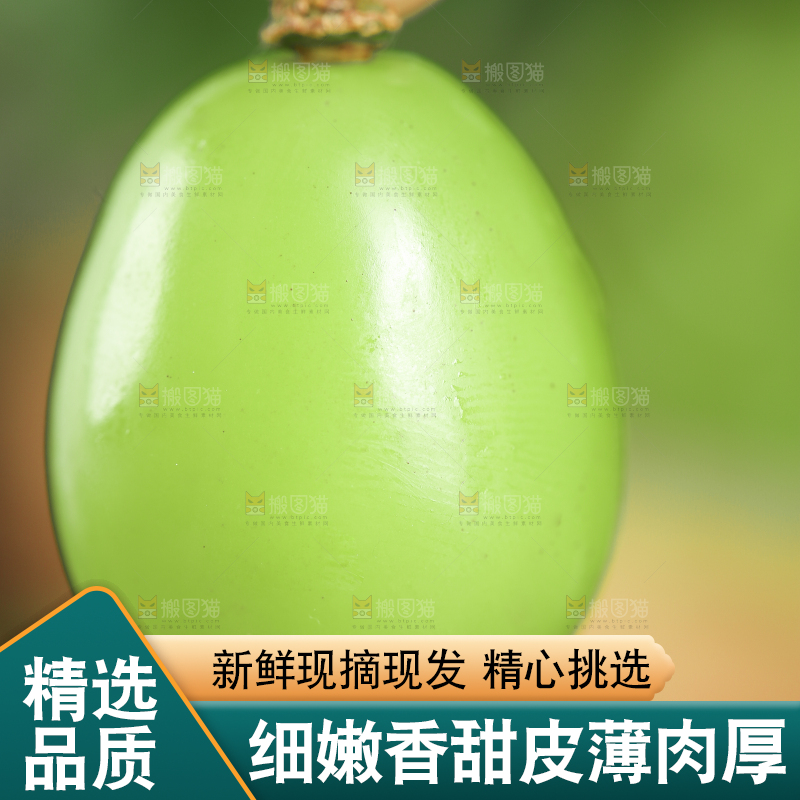 手里拿着无籽青提