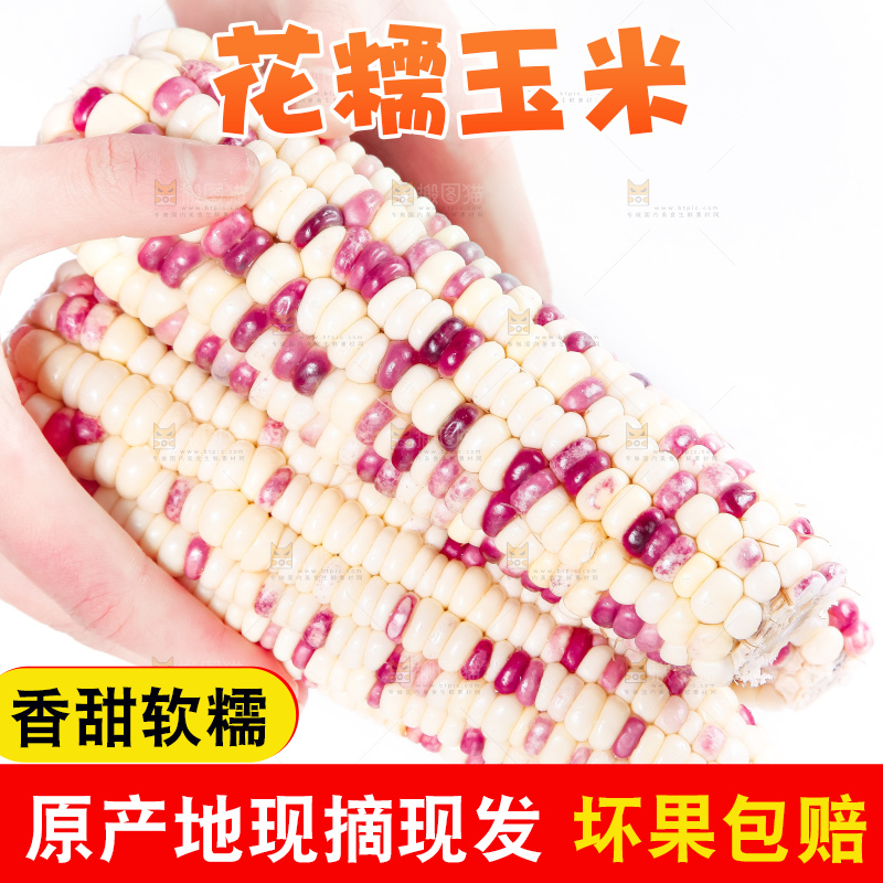 手里拿着剥皮的花玉米