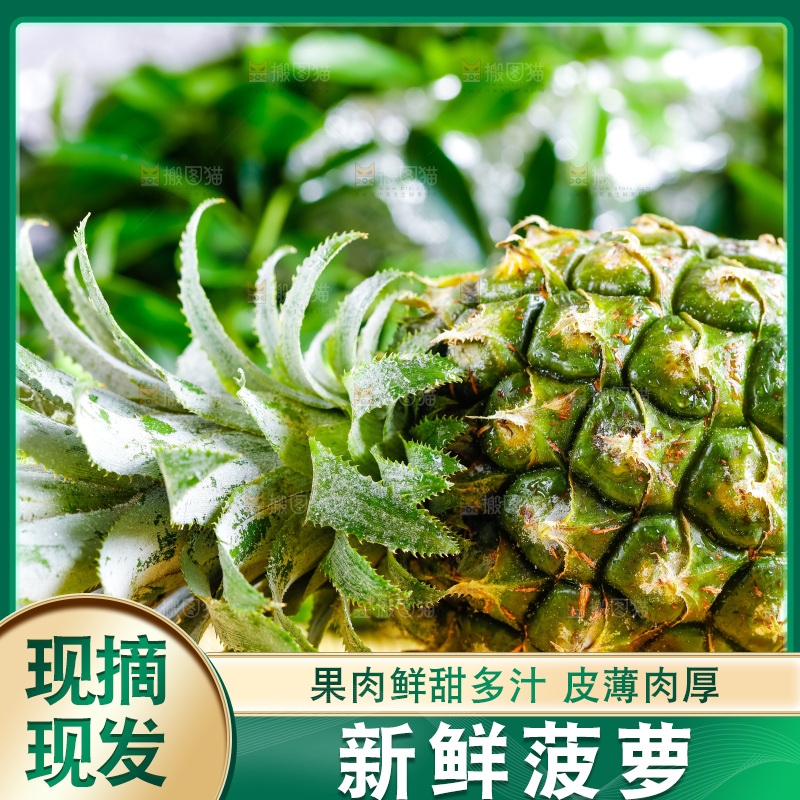 云南香水小菠萝放在白底上