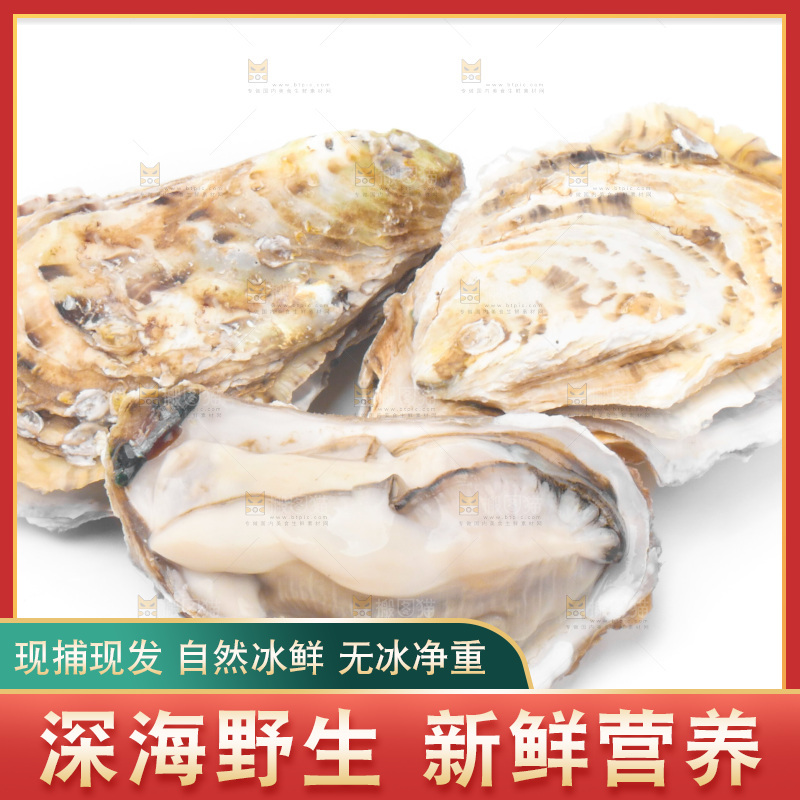 白底上放着海蛎子