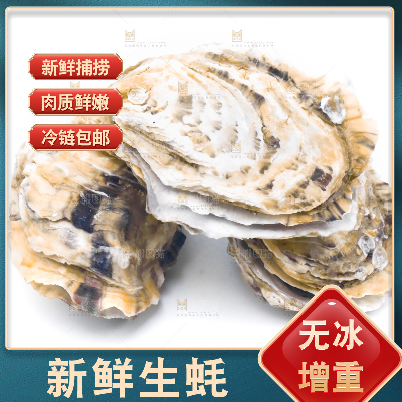 白底上放着生蚝