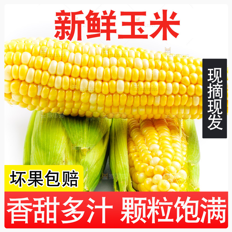 云南水果甜玉米放在白底上