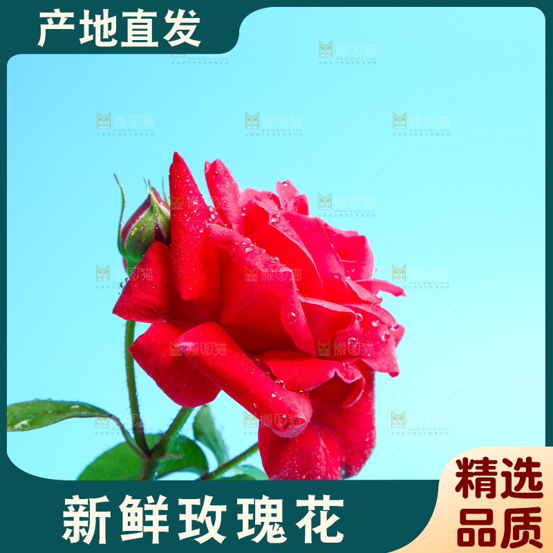 浅底上的玫瑰花