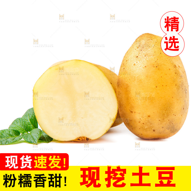 黄心土豆放在白底上