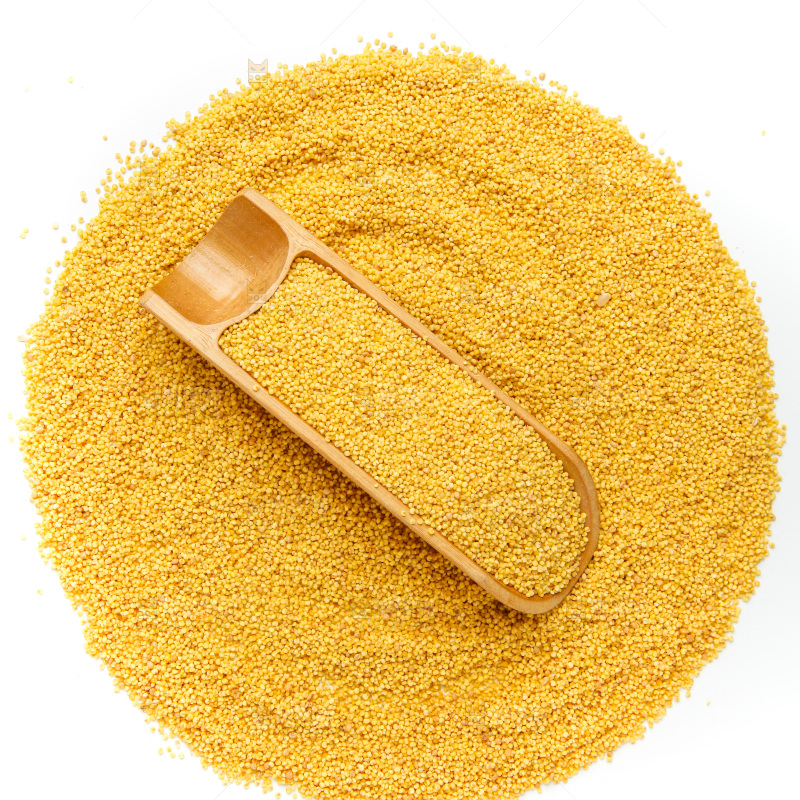 山西黄小米放在白底上