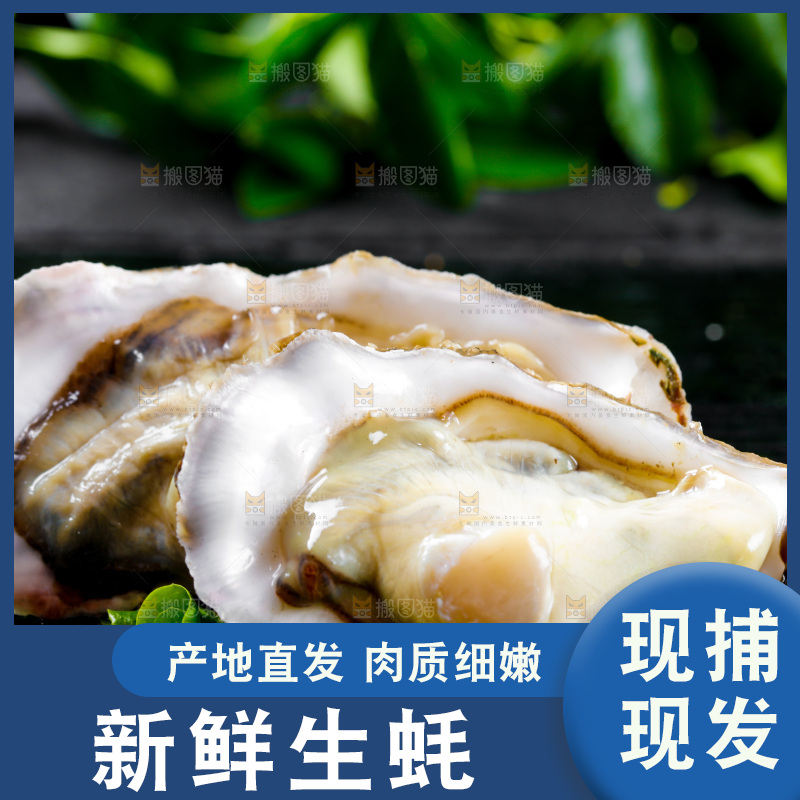 深底上放着牡蛎