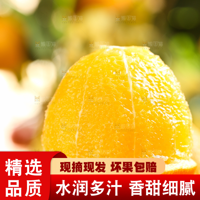 叶子上的新鲜脐橙