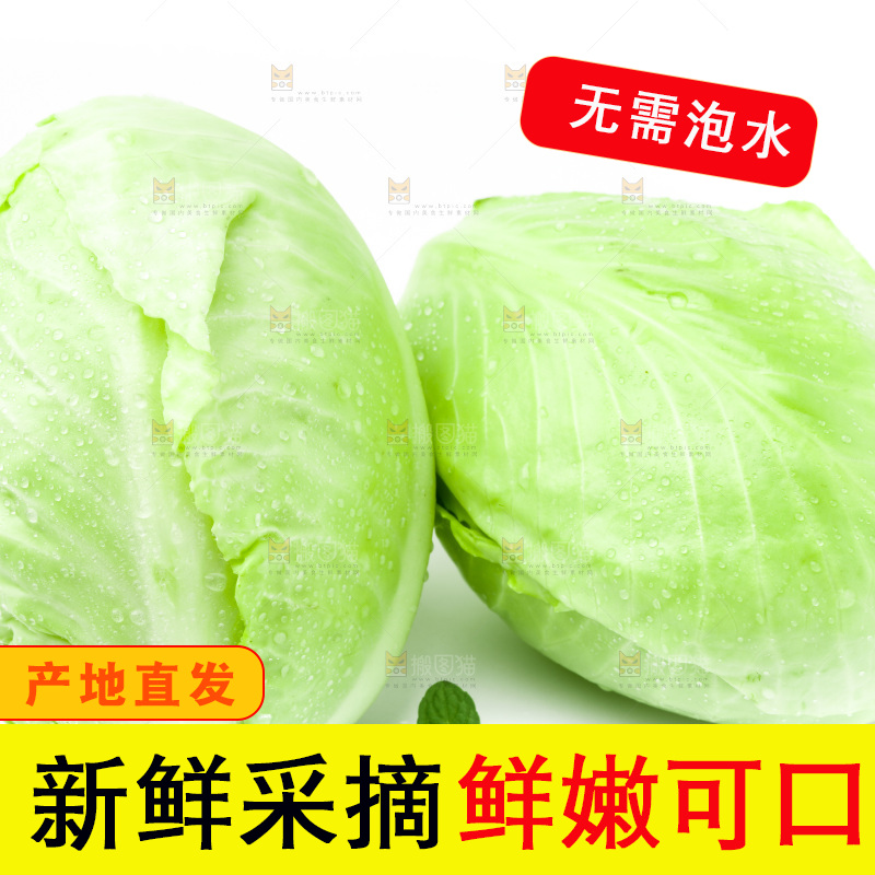 新鲜包菜放在白底上