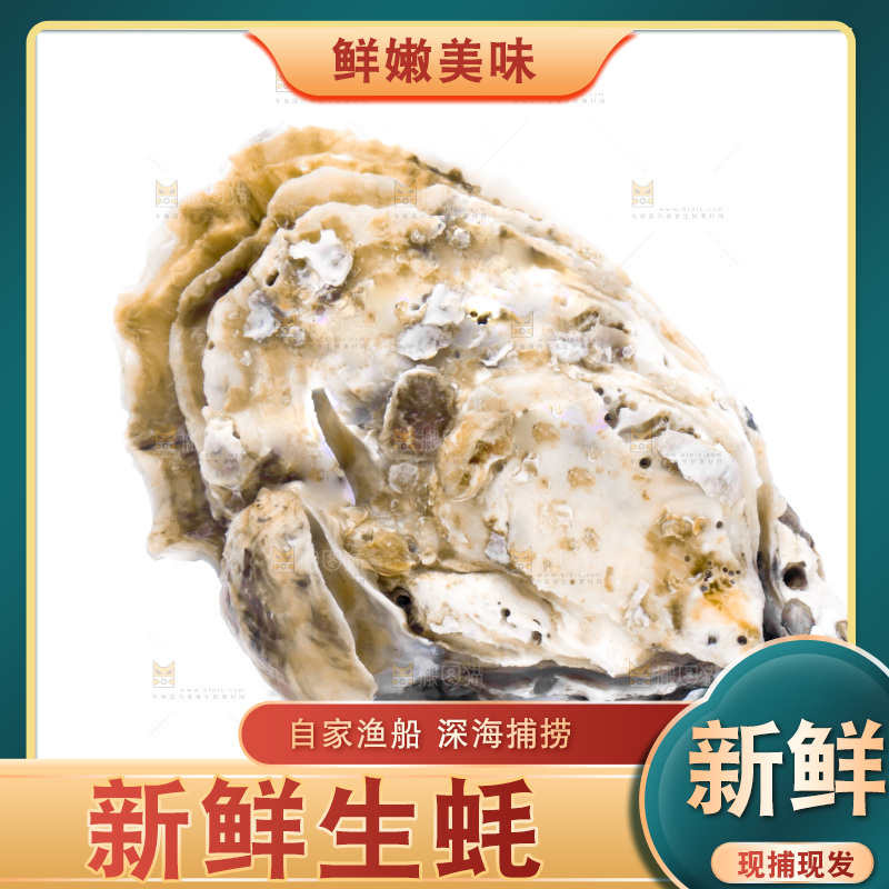 浅底上的海蛎子