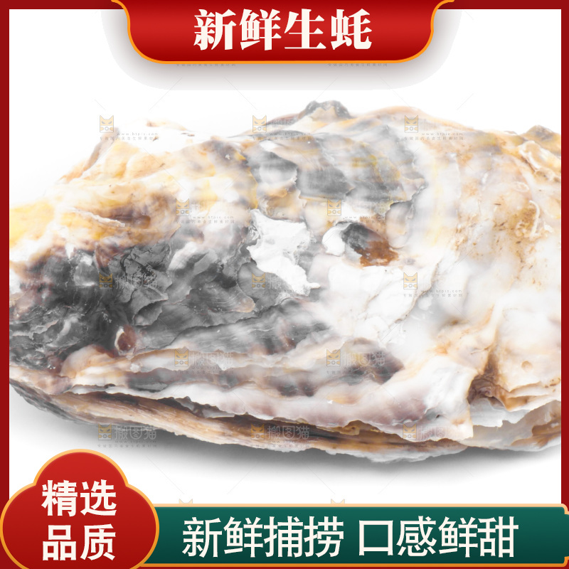 白底上放着海蛎子