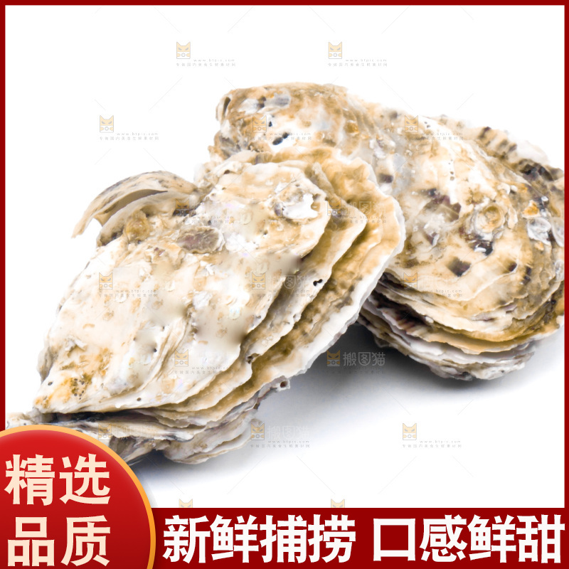 浅底上的海蛎子