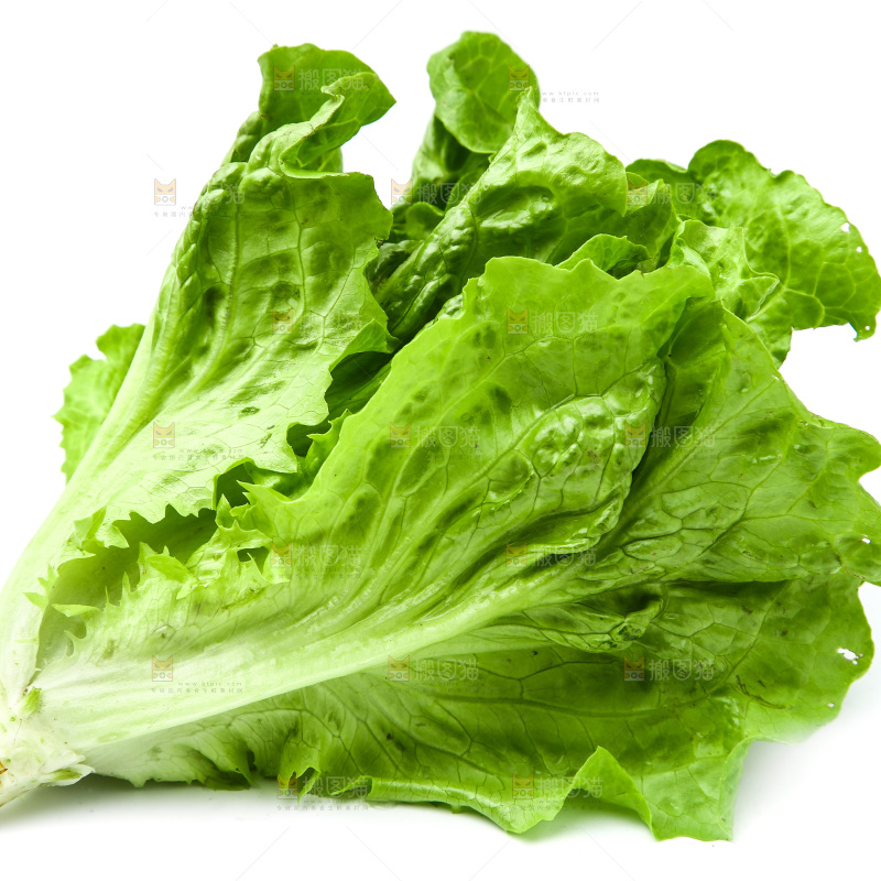 白底上的生菜
