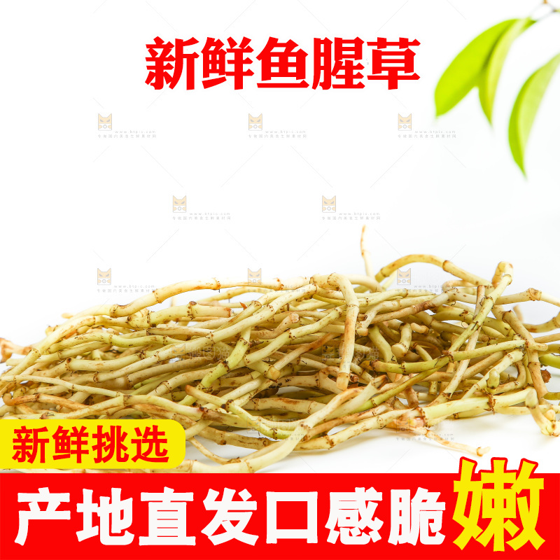 白底上的折耳根