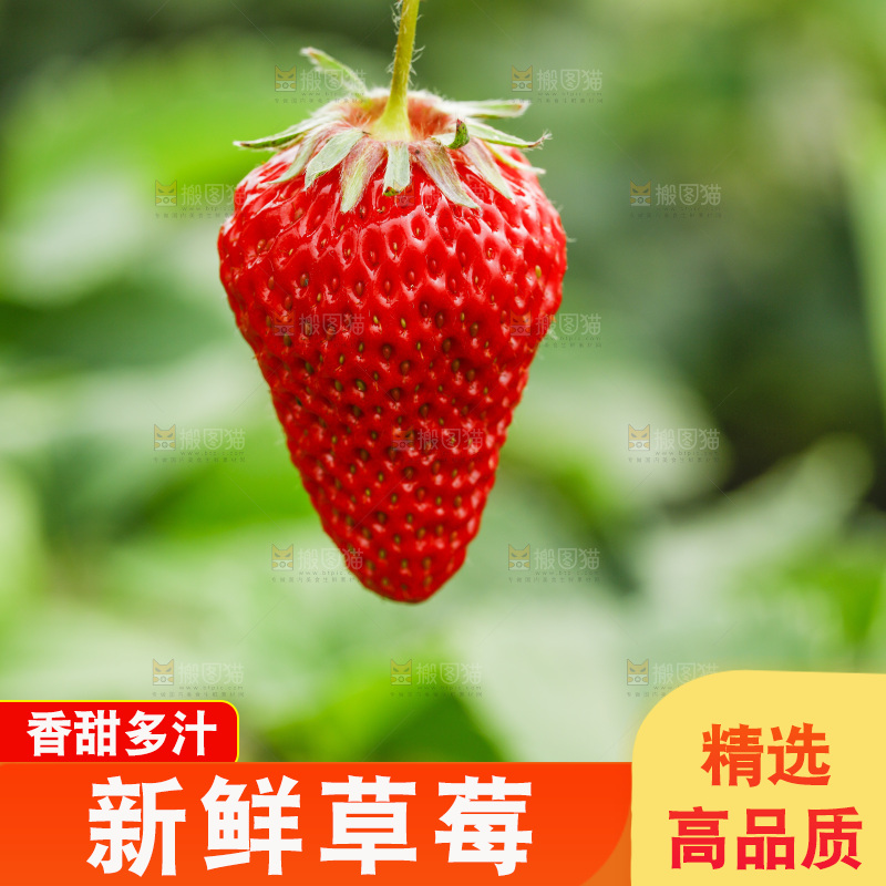 手拿新鲜草莓