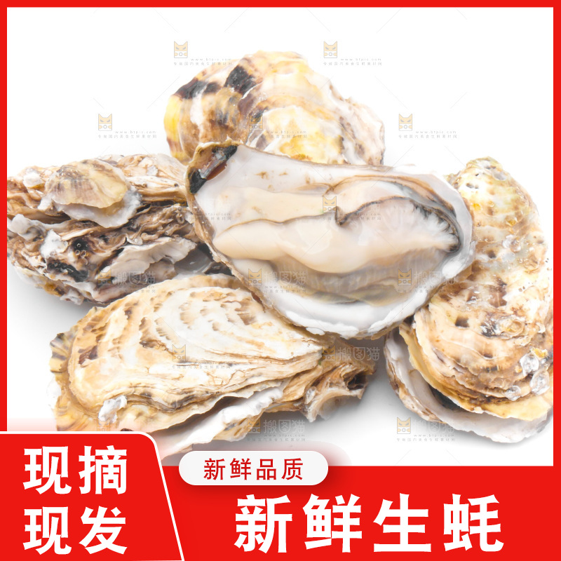 浅底上的生蚝