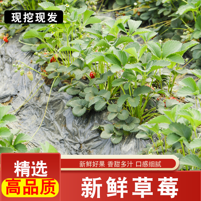 一片草莓地