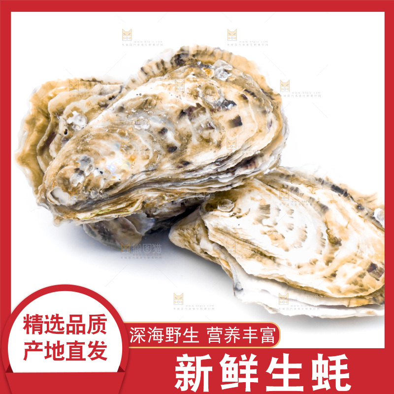 浅底上的海蛎子