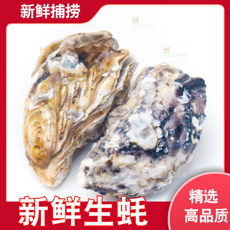 白底上放着海蛎子