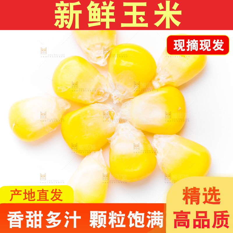 白底上的甜玉米