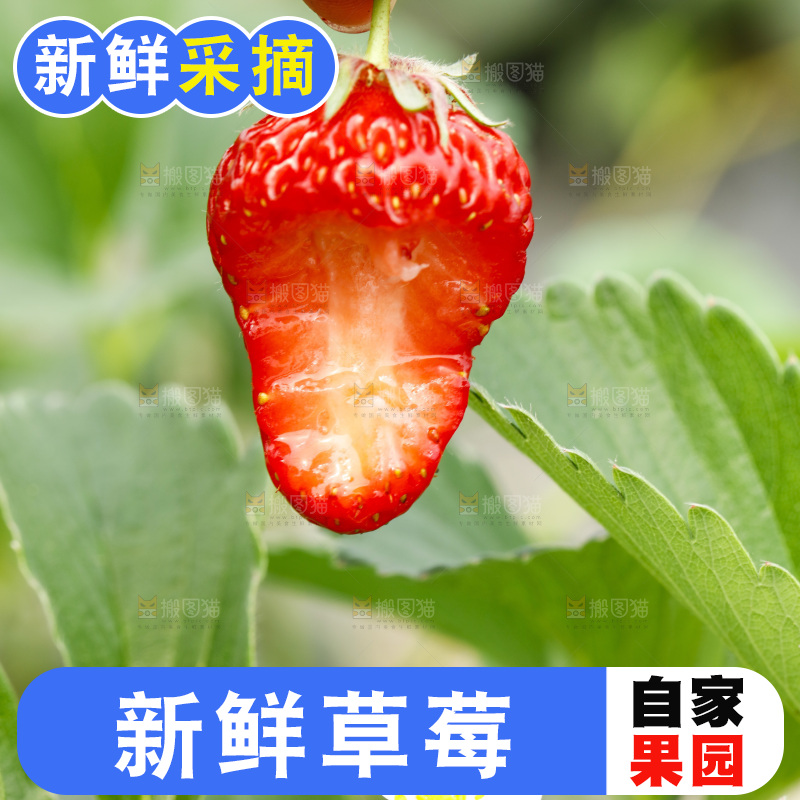 手拿草莓
