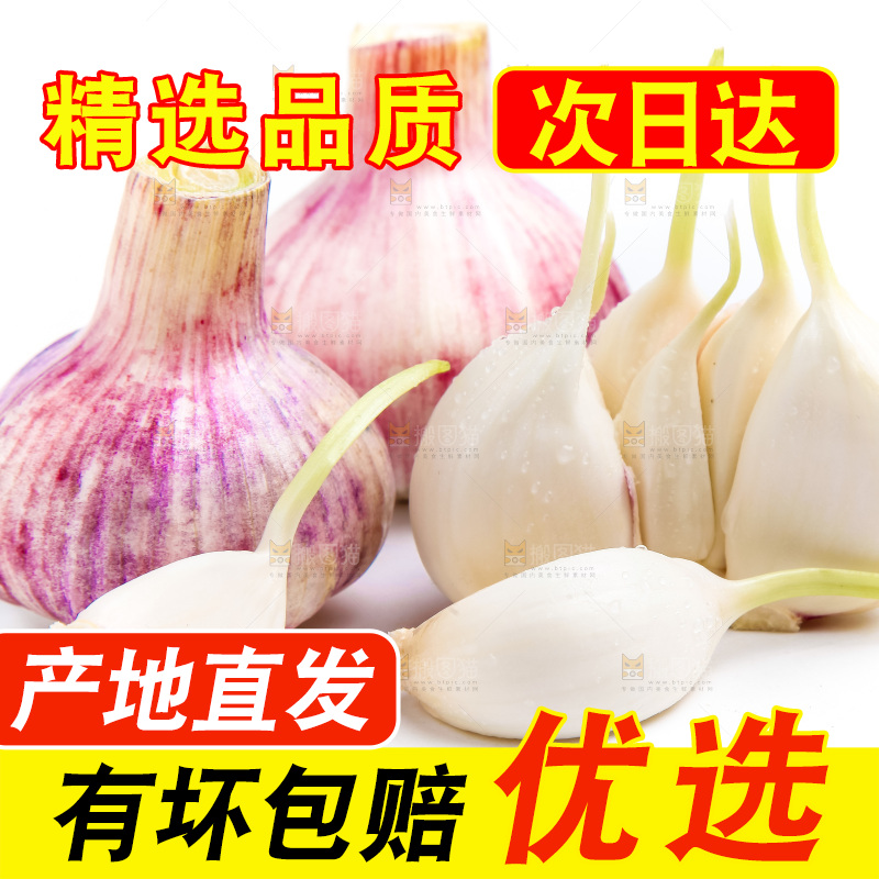 紫皮大蒜放在白底上