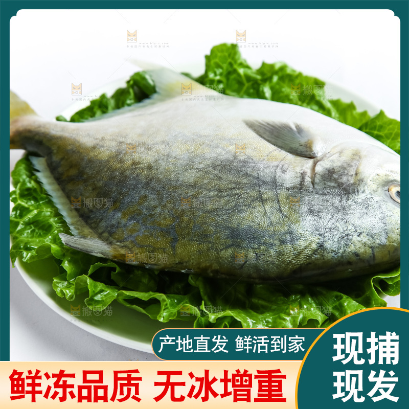 白底上放着一盘金鲳鱼